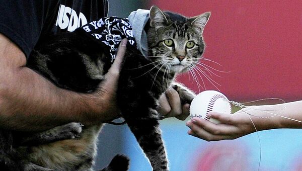 Кошка Тара вместе со своим хозяином Роджером Триантафило открывайют бейсбольный матч