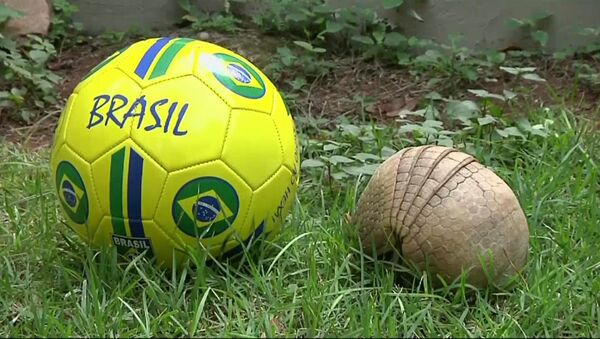 Броненосец Ана показала, почему стала символом ЧМ по футболу в Бразилии