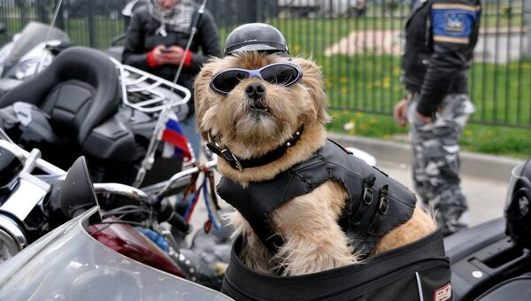 Собака-байкер Стич, архивное фото