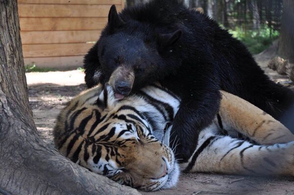 Дружба тигра и медведя