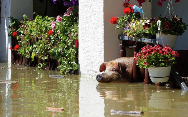 Свинья во время наводнения в Боснии и Герцоговине