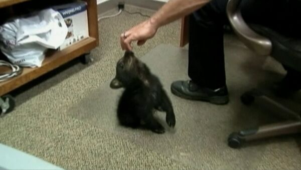 Найденный в США медвежонок играл с полицейскими и прятался под мебелью
