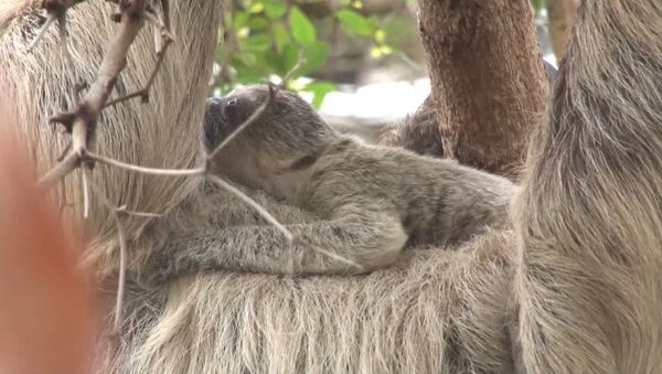 Новорожденный ленивец обнимал маму и карабкался по деревьям в зоопарке Лондона