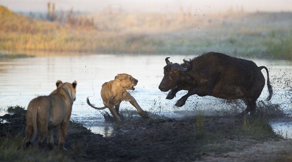 Стадо буйволов бьется с голодными львами