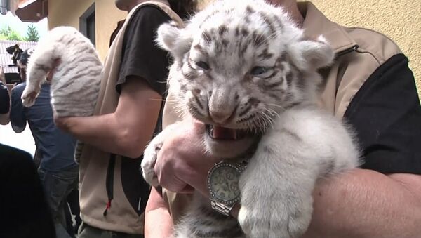 Пять белых тигрят из австрийского зоопарка впервые предстали перед публикой