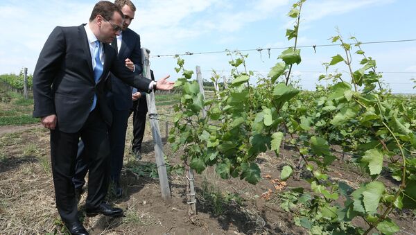 Дмитрий Медведев осматривает виноградники в Краснодарском крае