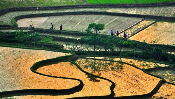 Рисовые поля в провинции Цзянси в Китае