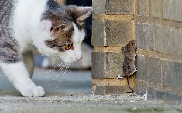 Кот наблюдает за мышью