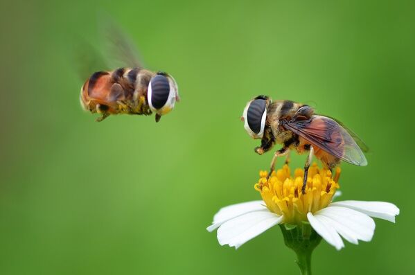 Пчелы в поисках нектара