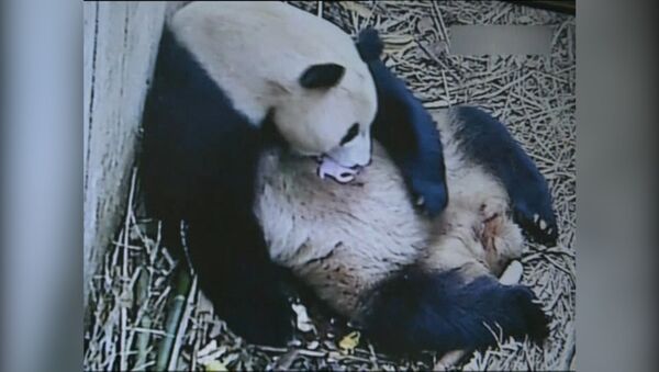 Панда Го Го обнимала новорожденного детеныша в питомнике китайской провинции
