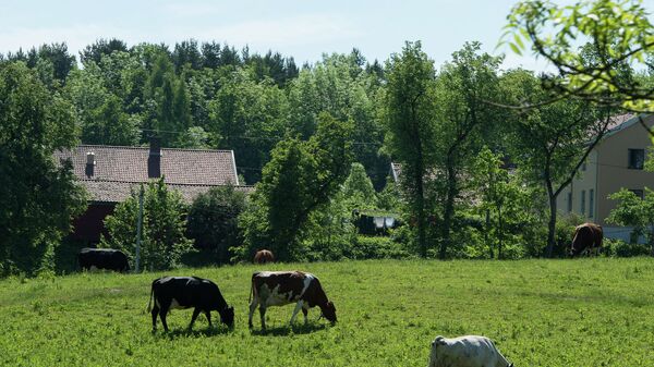Коровы пасутся на лугу. Архивное фото