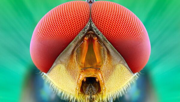 Макрофотография насекомого