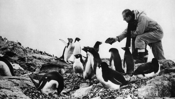 Принц Филипп кормит пингвинов во время кругосветного путешествия на Королевской яхте Британия. 1957