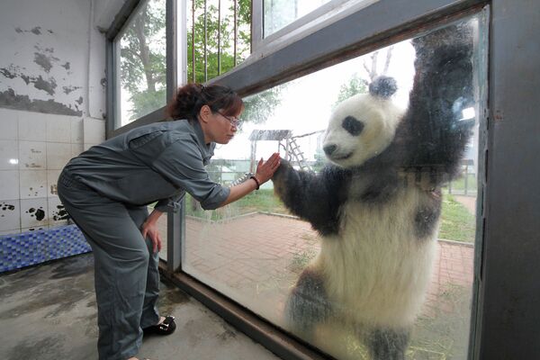 Гигантская панда в зоопарке парка Наньшань в Китае