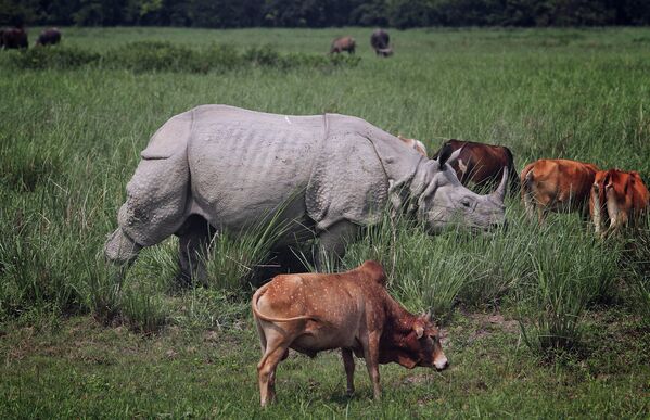 Носорог пасется вместе с коровами
