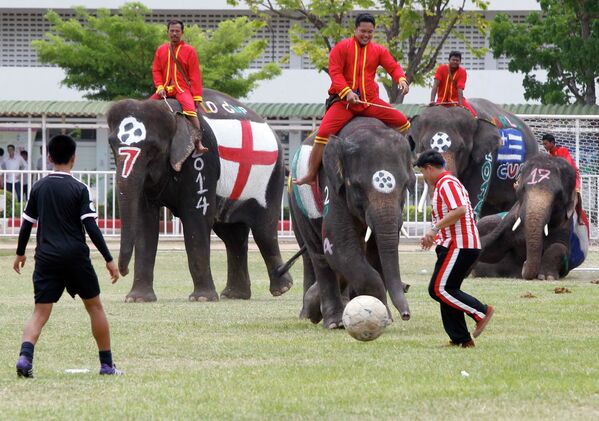 Студенты играют в футбол на слонах