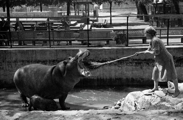 В Московском зоопарке. 1944 год