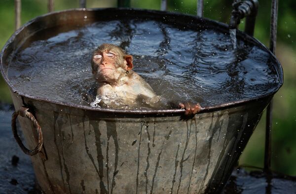 Обезьяна в баке с водой во время жары в Индии