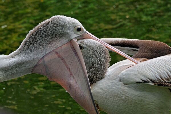 Маленький пеликан ест из клюва мамы