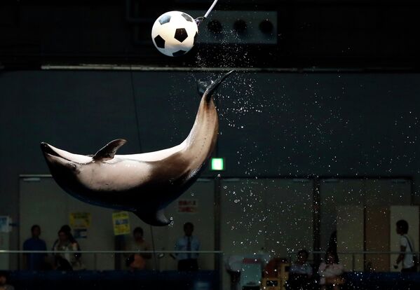 Дельфин играет в футбол