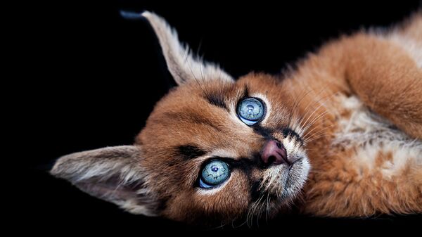 Котенок породы каракал. Архивное фото
