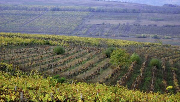 Виноградники в Молдавии