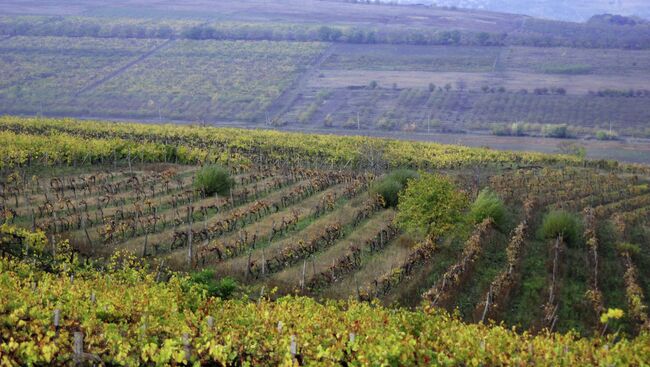 Виноградники в Молдавии