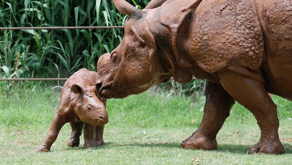 Новорожденный детеныш индийского носорога со своей матерью в зоопарке Оклахома-Сити, США