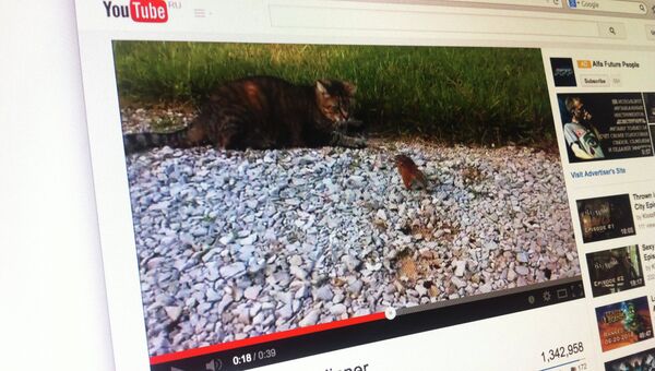 Кадр из видео с барсуком, напавшим на кошку