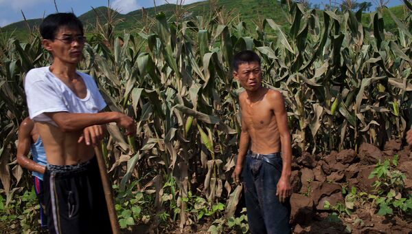 Работники сельского хозяйства Северной Кореи. Архивное фото