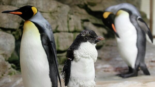 Детеныш королевского пингвина в зоопарке в Вене