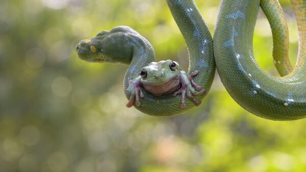Лягушка смело забралась на питона. Змея отнеслась к пассажиру  спокойно. Зоопарк в Джакарте, Индонезия