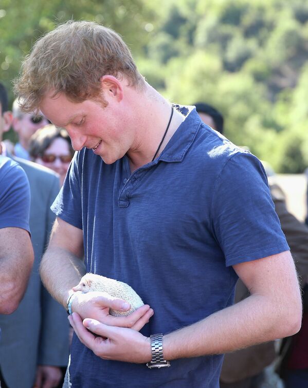 Британский принц Гарри держит африканского карликового ежа