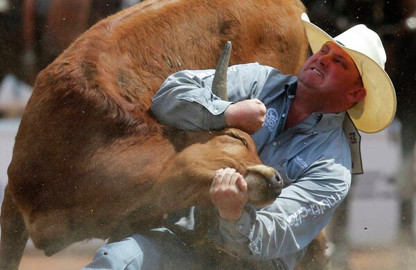 Участник из Колорадо борется с быком во время ежегодного ковбойского родео-фестиваля Калгарийский Стампид