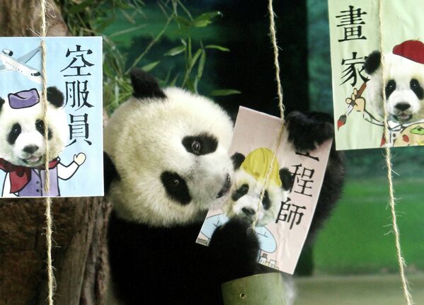 Детеныш панды играет в зооперке города Тайбэй, Тайвань