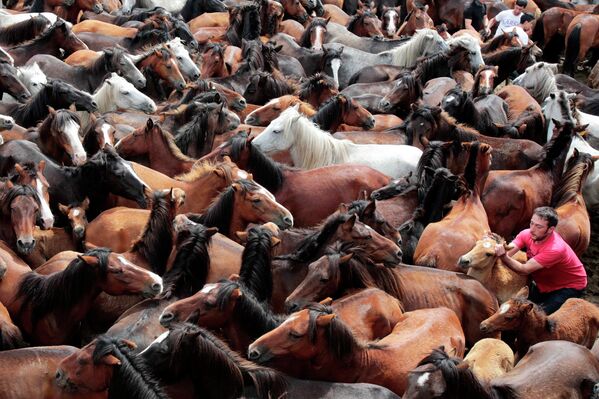 Дикие лошади во время традиционного фестиваля Rapa Das Bestas в Испании