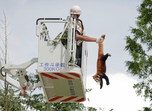 Пожарный снимает Малую панду с дерева в жилом районе города Куньмин, Китай