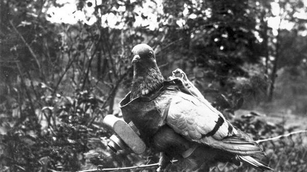 Голубь, подготовленный для проведения аэрофотосъемки, во время Первой мировой войны 