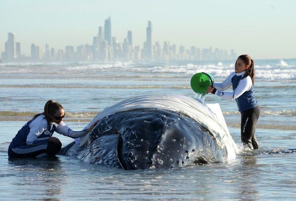 Сотрудники Sea World ухаживают за детенышем гоорбатого кита, выбросившегося на берег в Палм Бич, США
