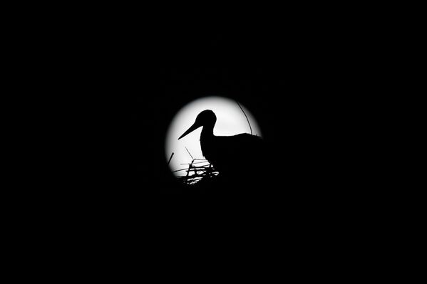 Аист сидит в гнезде на фоне Луны в испанской провинции Малага