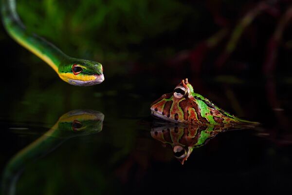 Змея и лягушка в воде