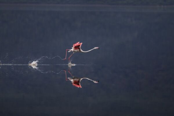 Фламинго на озере Накуру в Кении