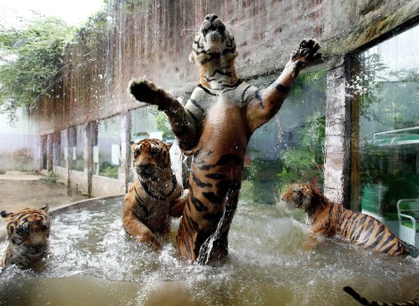 Бенгальские тигры в бассейне