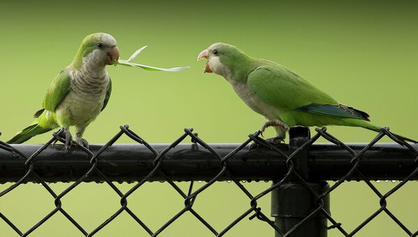 Два диких попугая борются за травинку после грозы