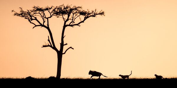 Группа гепардов охотится на гну в заповеднике на территории Кении
