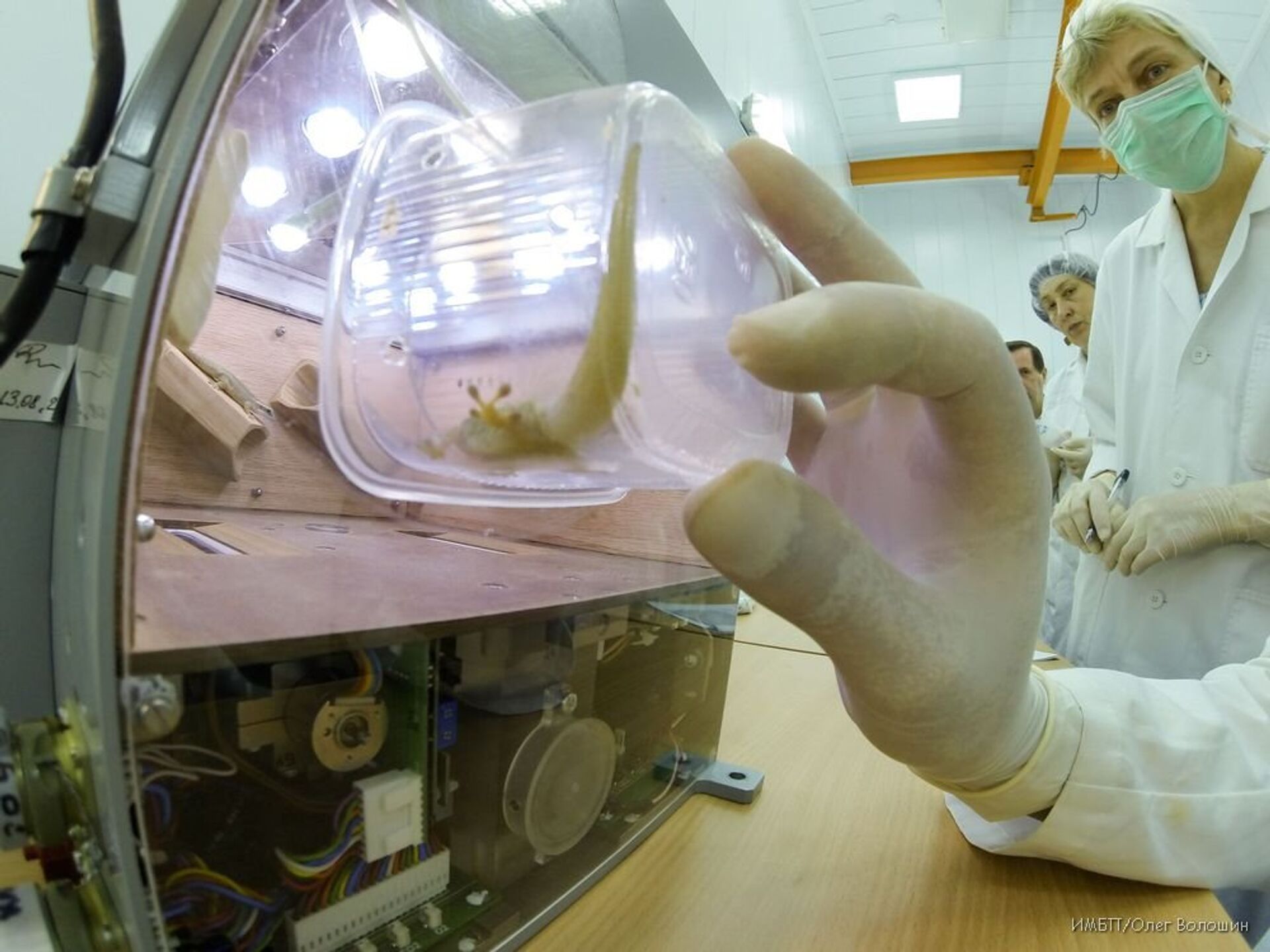Ученый рассказал, зачем проводить эксперименты над животными в космосе -  РИА Новости, 25.05.2020