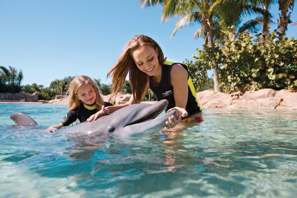 Дельфин на курорте Discovery Cove