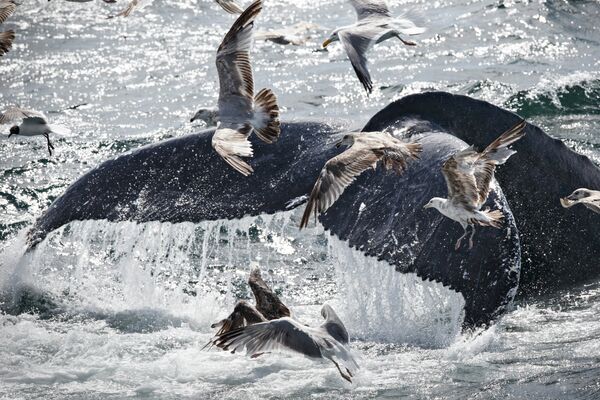 Чайки вокруг горбатого кита