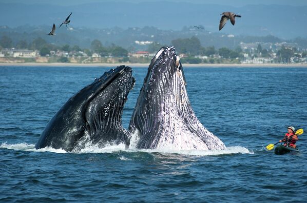 Два горбатых кита неожиданно вынырнули возле каяка
