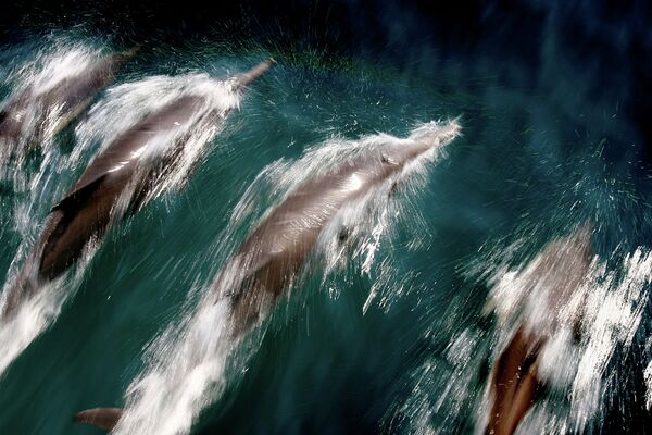 Небольшая стая дельфинов плывет неподалеку от Лонг Бич, Калифорния